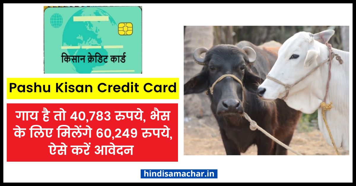Pashu Kisan Credit Card Rs 40,783 will be given for cow, Rs 60,249 for buffalo, apply like this