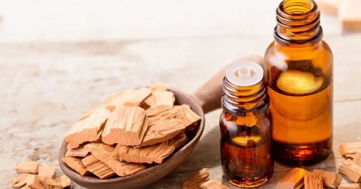 Benefits of Sandalwood Oil Helpful in reducing many diseases like blood pressure along with hair fall, know the benefits of sandalwood oil