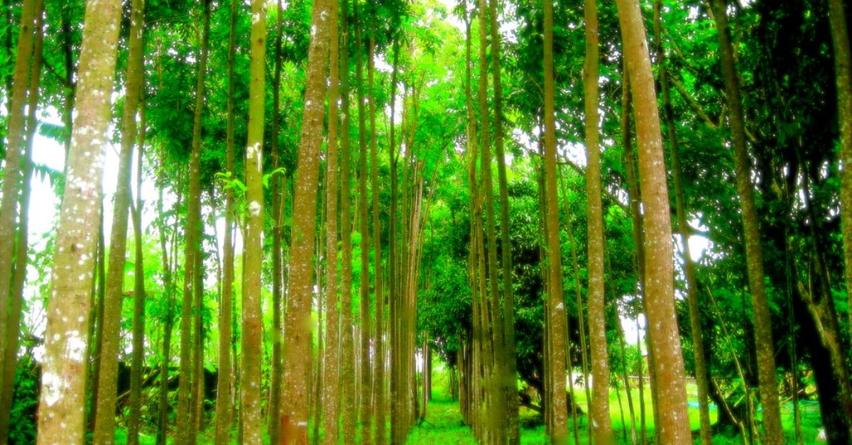 Business Idea By cultivating these trees, you will become a millionaire sitting at home, earning 2 crores in one acre, know how to start