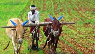 PM Kisan Maandhan Yojana In this scheme, the government is giving Rs 3,000 to the farmers every month, know how to apply