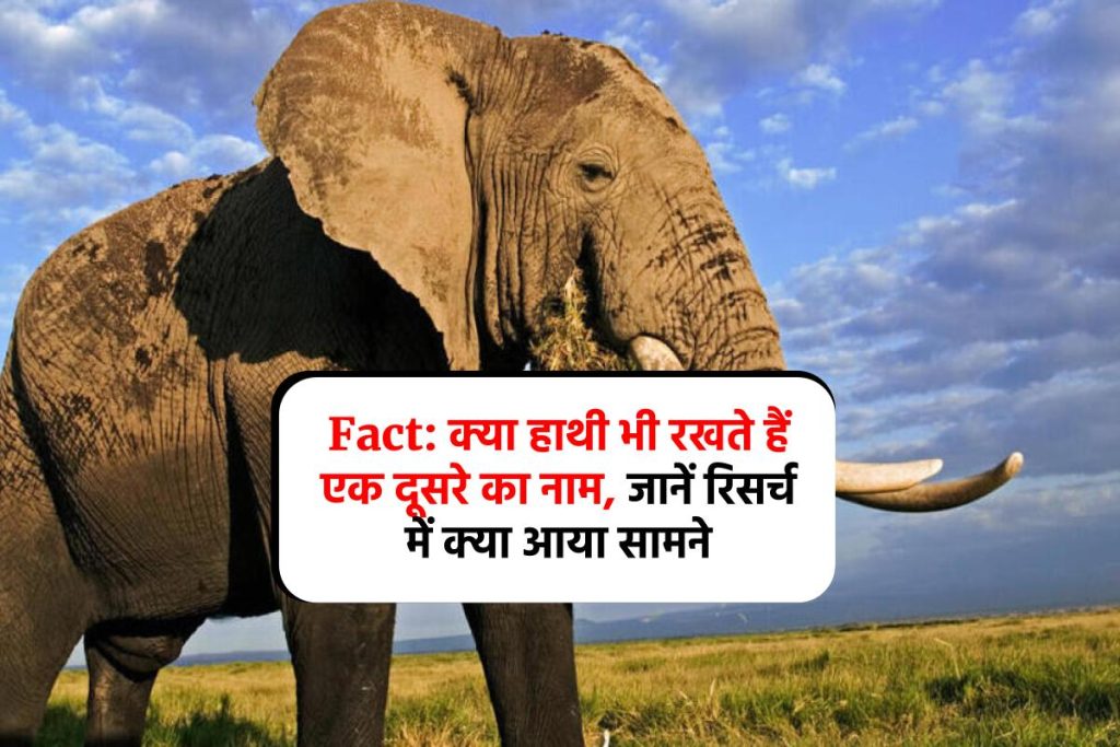 Fact: क्या हाथी भी रखते हैं एक दूसरे का नाम, जानें रिसर्च में क्या आया सामने