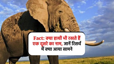 Fact: क्या हाथी भी रखते हैं एक दूसरे का नाम, जानें रिसर्च में क्या आया सामने