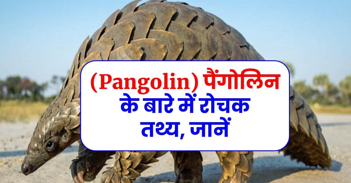 (Pangolin) पैंगोलिन के बारे में रोचक तथ्य, जानें