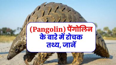 (Pangolin) पैंगोलिन के बारे में रोचक तथ्य, जानें