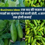 Business Idea Farming which gives profit of lakhs from one crop, will earn for 4 years