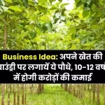 Business Idea Plant these plants on the boundary of your farm, you will earn crores in 10-12 years