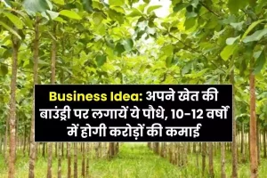 Business Idea Plant these plants on the boundary of your farm, you will earn crores in 10-12 years