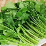 Coriander Leaves are very beneficial for health, definitely consume them for these 5 benefits