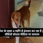 मुर्दाघर के बाहर 4 महीने से इंतजार कर रहा है कुत्ता, वीडियो सोशल मीडिया पर वायरल