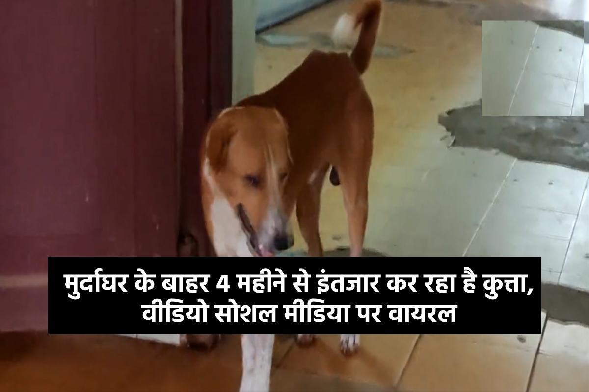 मुर्दाघर के बाहर 4 महीने से इंतजार कर रहा है कुत्ता, वीडियो सोशल मीडिया पर वायरल