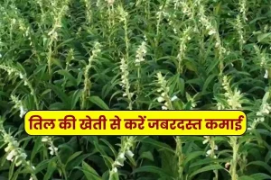 Business Idea Earn huge income from sesame farming, know the right method from preparation for farming to sowing and harvesting